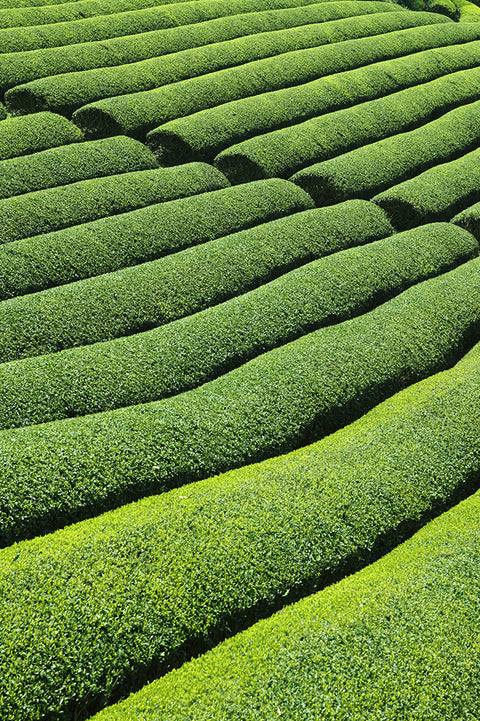 Camellia sinensis tea bushes used to produce Ghost Matcha organic green tea powders on a beautiful tea farm in Wazuka, Kyoto in Japan