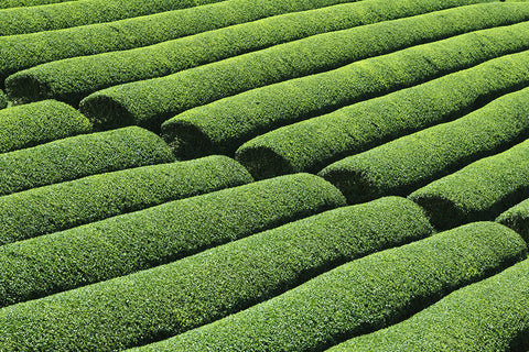 Discover Ghost Matcha, Japan's best tasting and most potent organic matcha, produced by our trusted expert Uji tea masters on the slopes of Wazuka, Kyoto, Japan