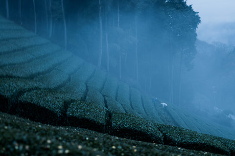 Ghost Matcha organic green tea powders are grown under fog and mists on the famous slopes of Wazuka, the famous Uji tea production area in Japan