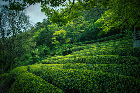 All our Soil Association certified organic matcha is grown on beautiful organic green tea farms in Japan where organic farming works in harmony with nature
