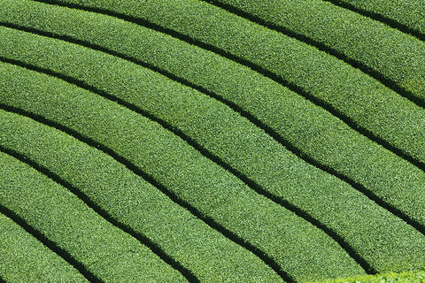Stunning Uji green tea fields of Wazuka, Japan where the finest organic matcha is grown in ideal growing conditions before being harvested in May