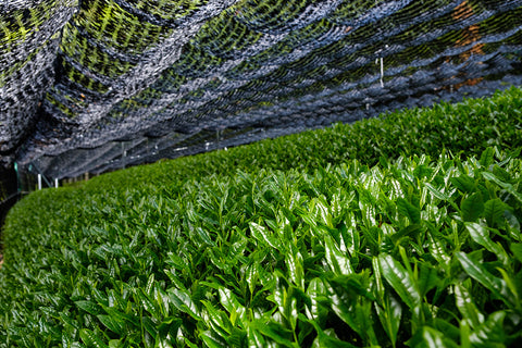 Shade grown tea with concentrated levels of chlorophyll is used to produce organic matcha green tea in Wazuka, Kyoto, Japan
