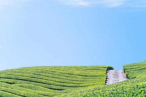 Ghost Matcha exists to be the first choice for organic green tea drinkers who want to join us on the path to a more sustainable world