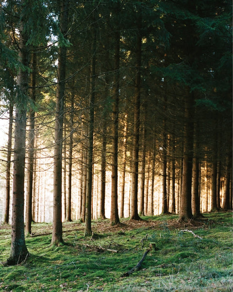 Ghost Matcha is proud to support the Woodland Trust and we donate 1% of our annual tea sales to this UK woodland conservation charity through 1% For The Planet